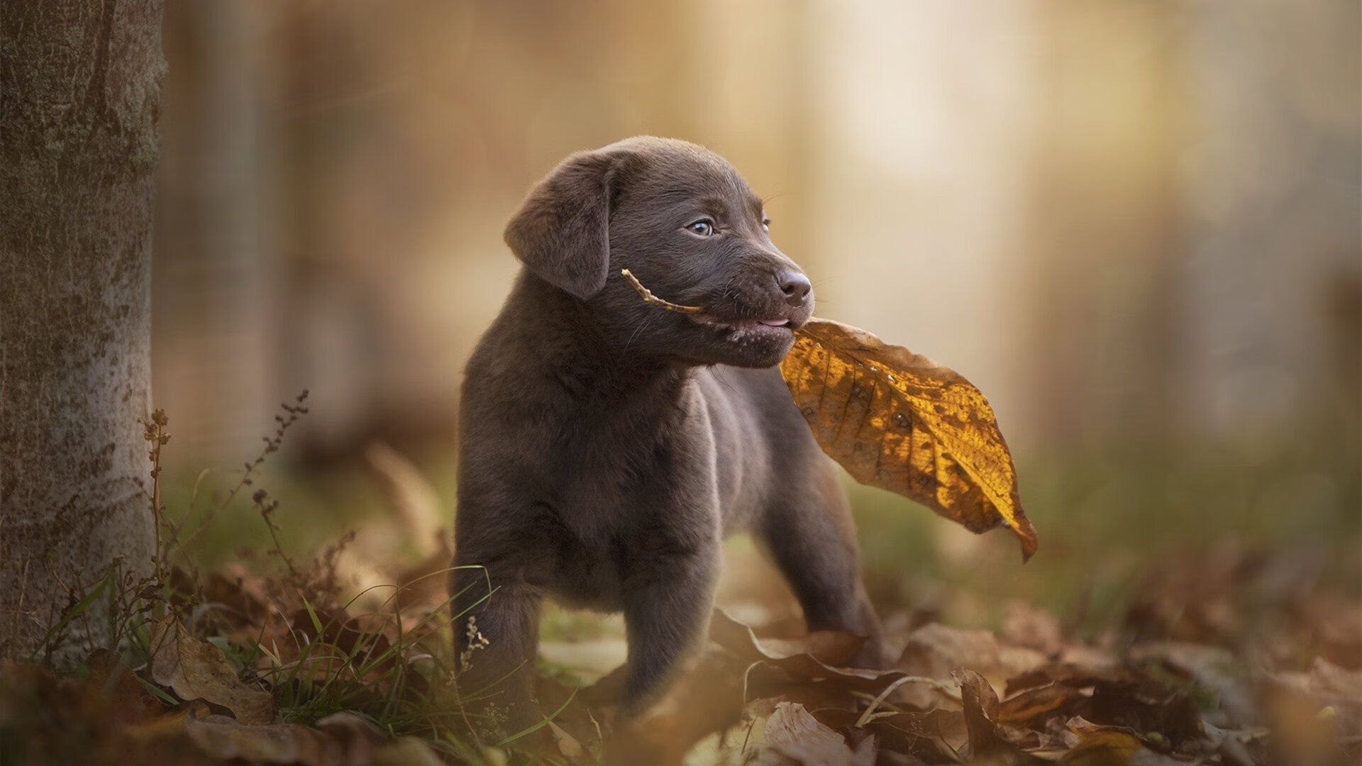 北欧风暴席卷非洲之角，当莱万将赛场化为他的私人画布
