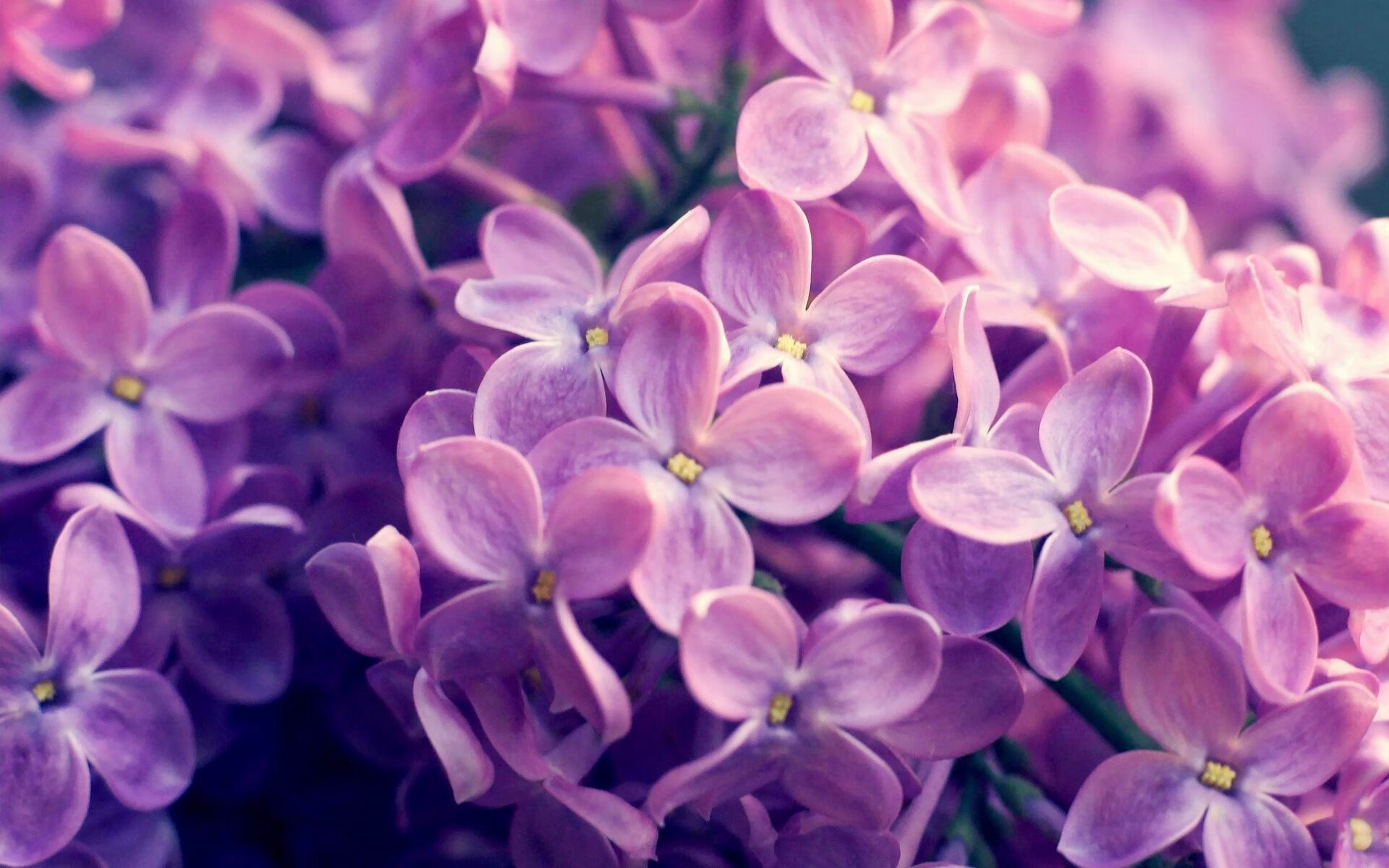 维斯塔拉河畔的巨人觉醒,当波兰铁骑碾过伯纳乌,哈兰德点亮北境极光