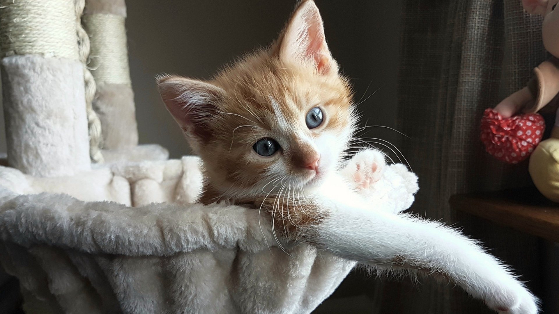 NBA总决赛焦点战,几内亚新星粉碎土耳其豪门的冠军梦