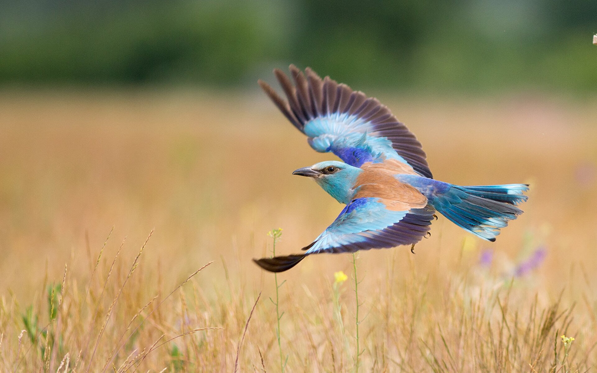 闪电战与领袖时刻,比利亚雷亚尔的战术完胜与孙兴慜的奥运接管