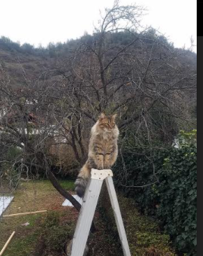佩德里关键先生闪耀,塞维利亚欧联杯踏平芬兰劲旅