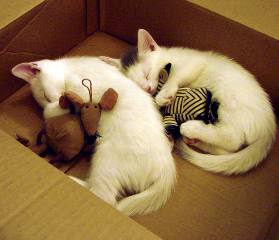 跨洲对决，雷恩东决关键战掀翻乌拉圭豪强，强势晋级创历史