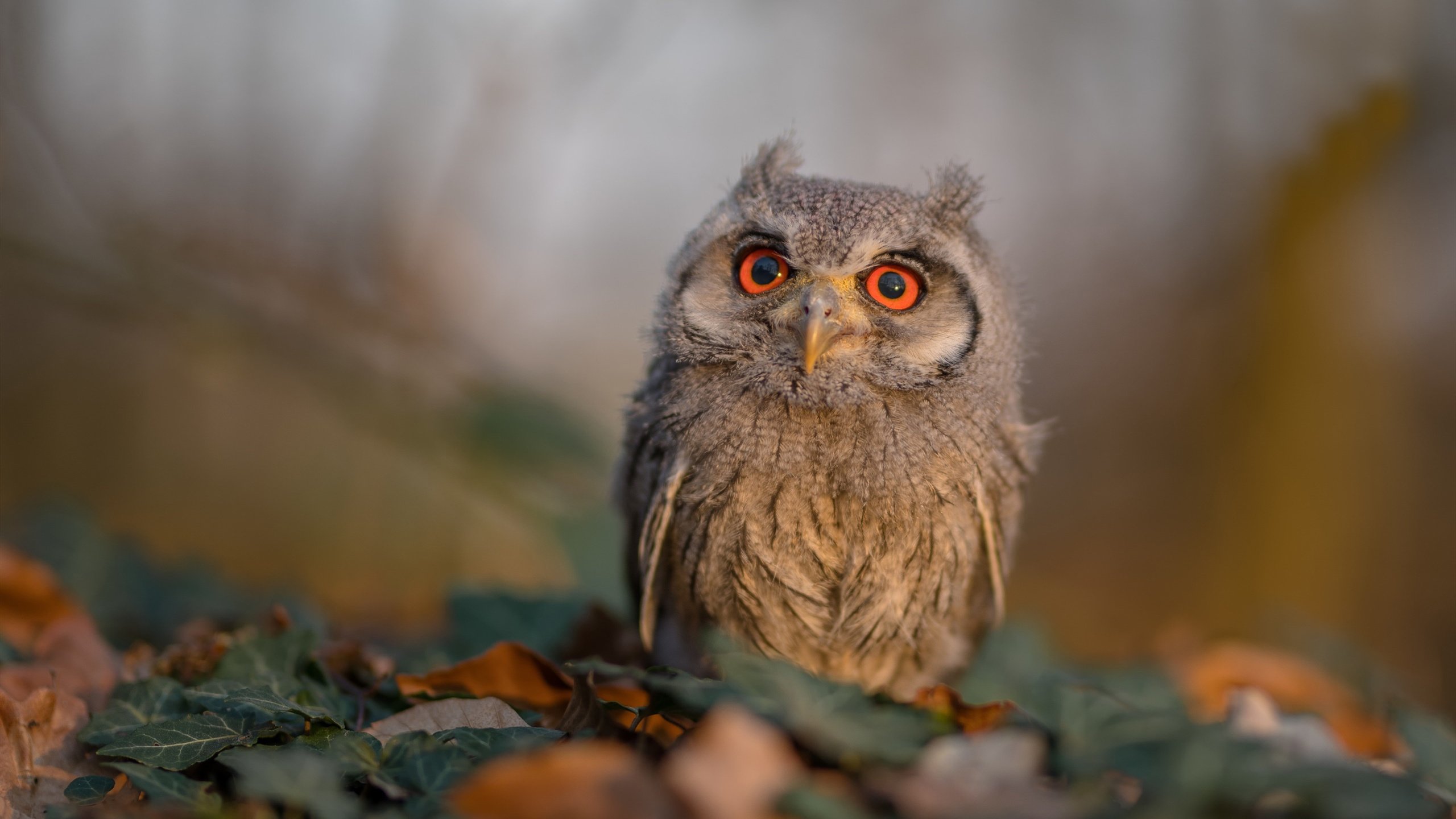 惊天逆转！公牛掀翻76人，新援西亚卡姆末节封神