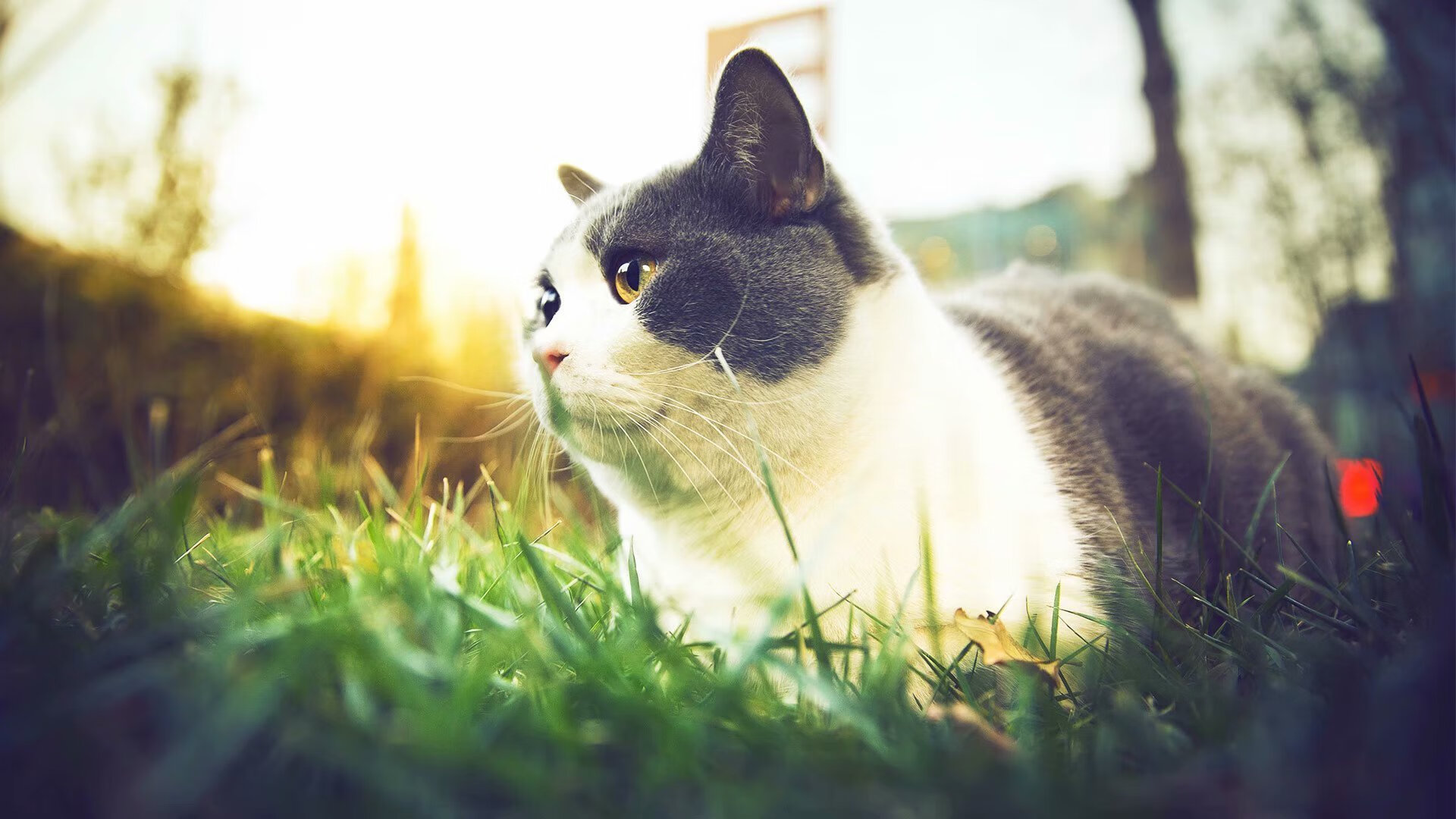 当欧冠狂热遇上东契奇魔法，这夜晚，只属于定义伟大的瞬间