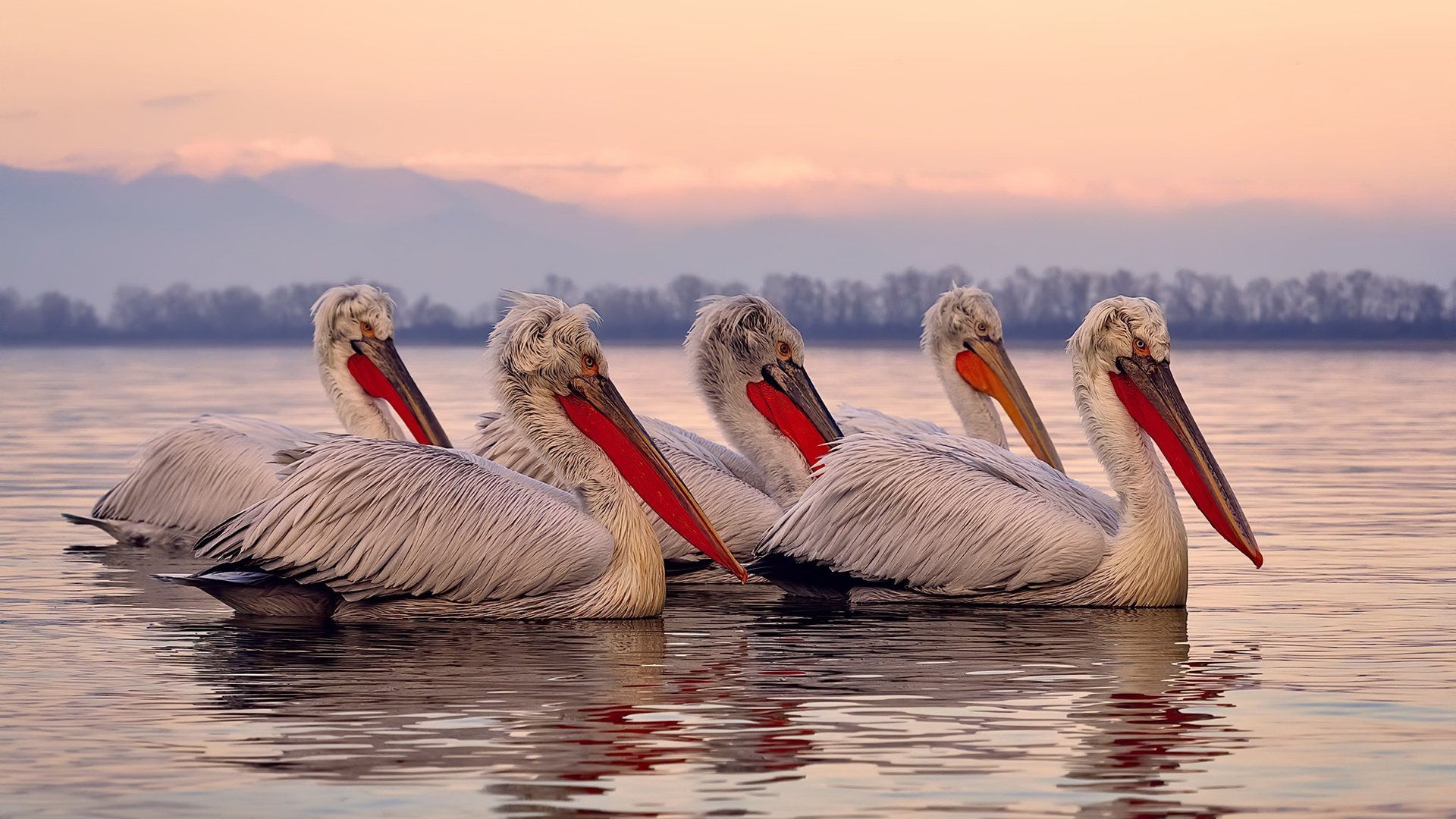 铁壁与利刃，凯恩一击刺穿摩洛哥钢铁防线