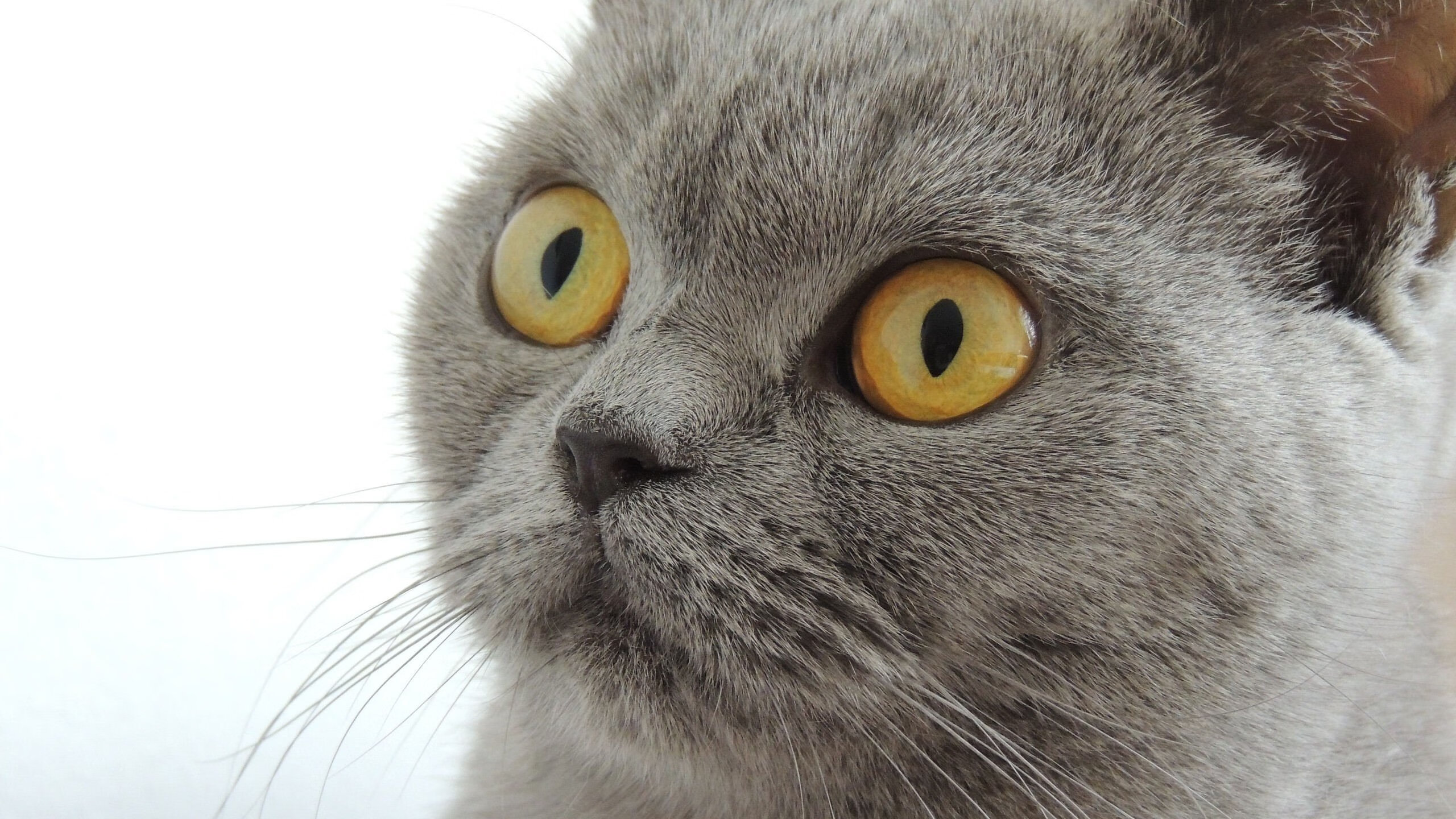 胜利的阶梯，爱德华兹率国王逆转辽宁