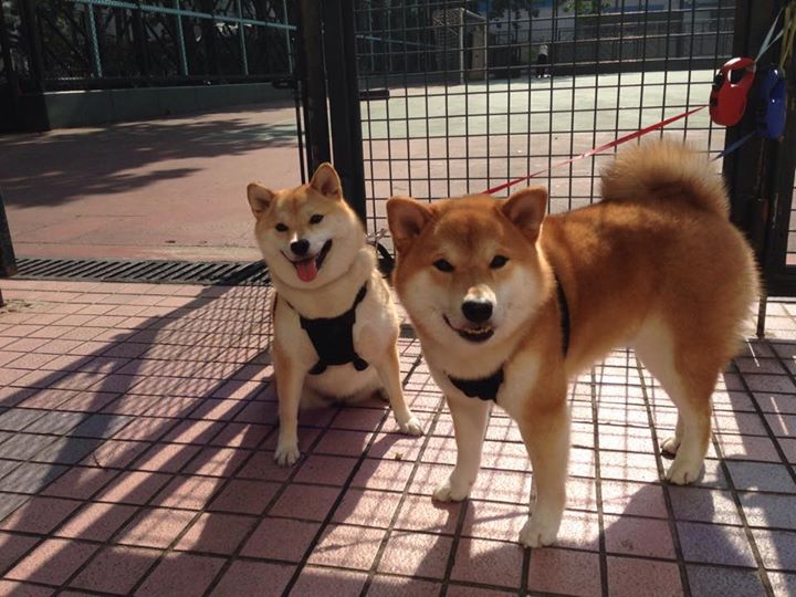 幻影射手降临凤凰山，当克莱·汤普森在跨洋对决中重燃圣火