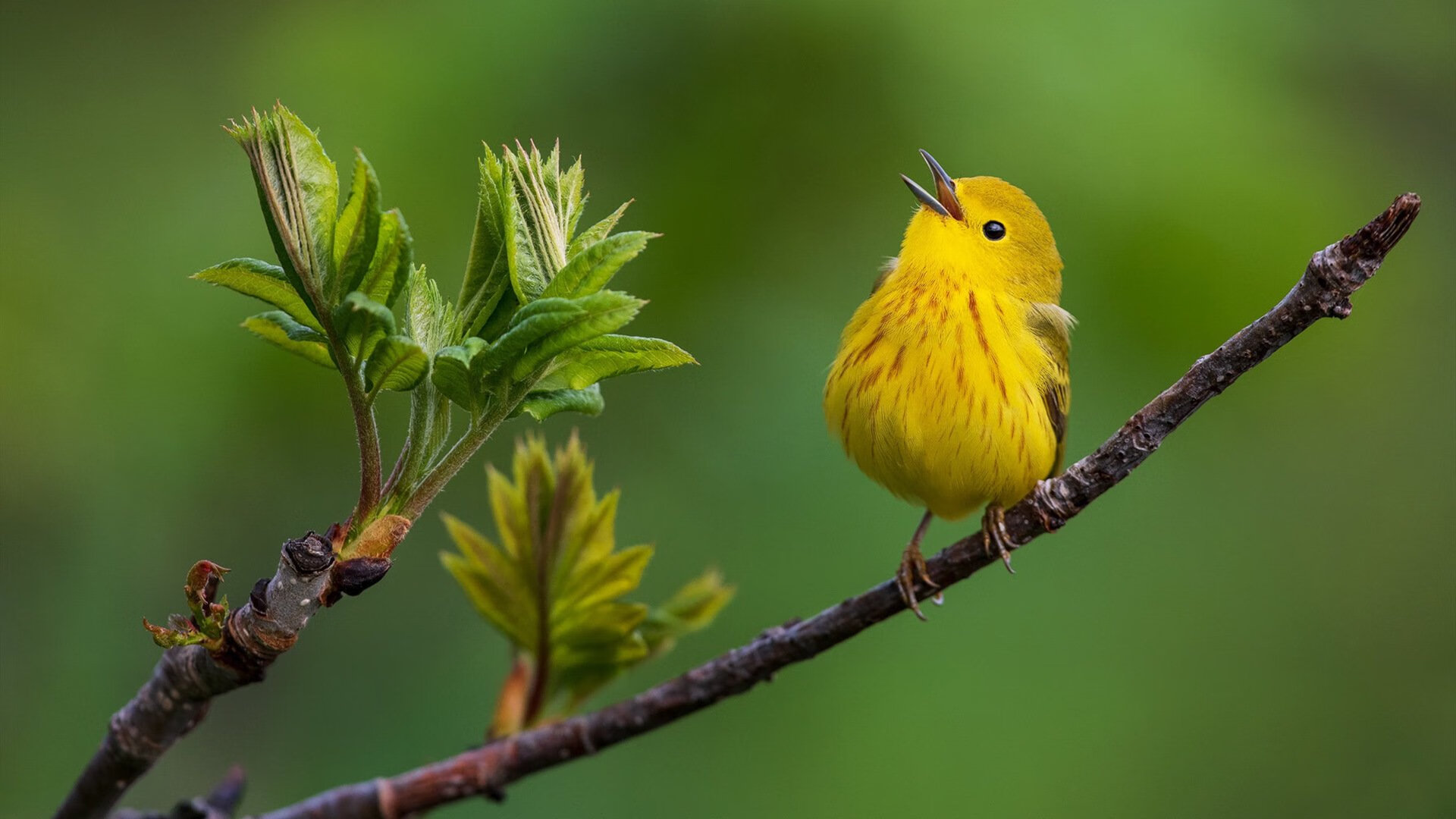 主标，石中剑现世！班凯罗末节狂澜拔起沉沦骑士