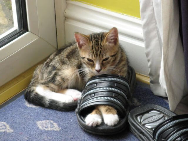 东西半球同现生死门，萨拉赫的关键一刺与新西兰的强行终结