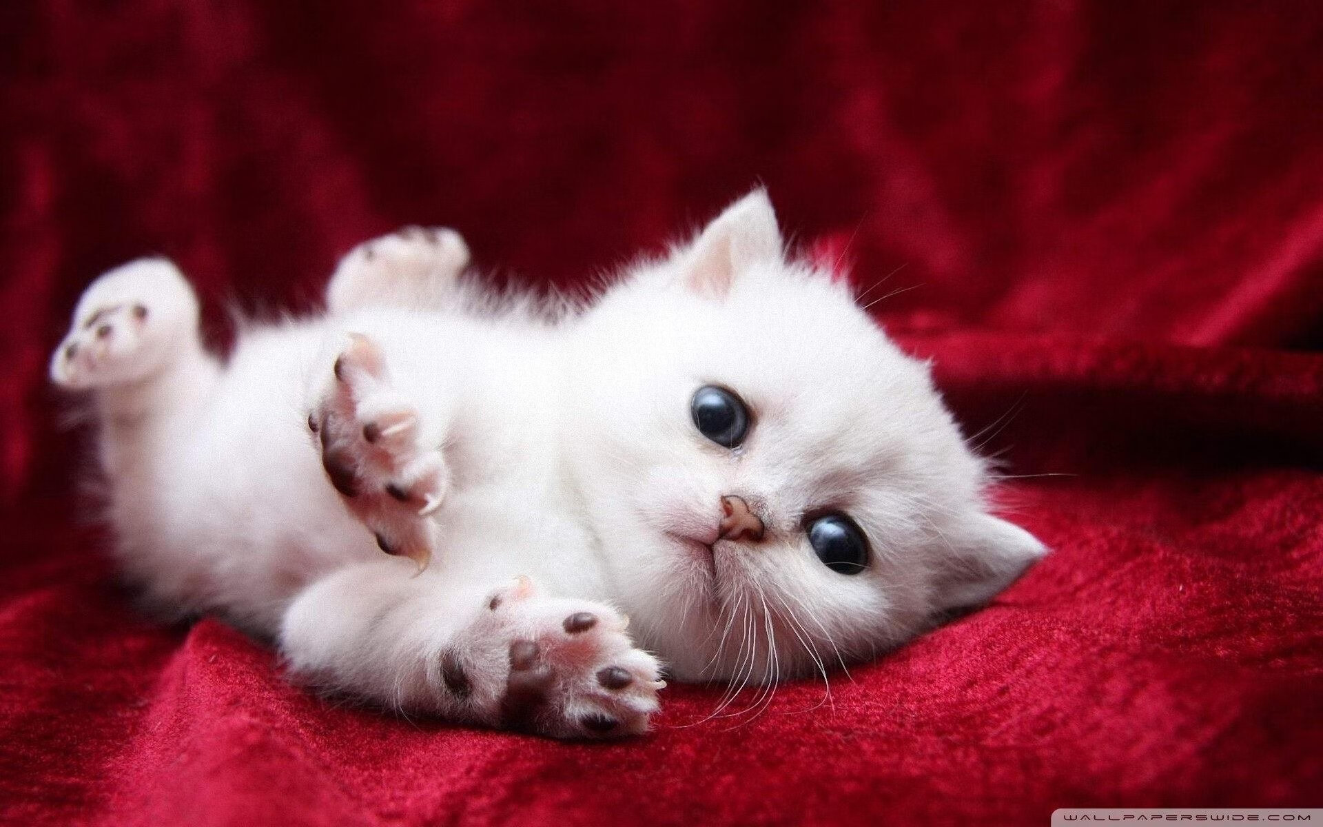 东契奇魔术后院点石成金，一场血拼炼就的关键先生启示录