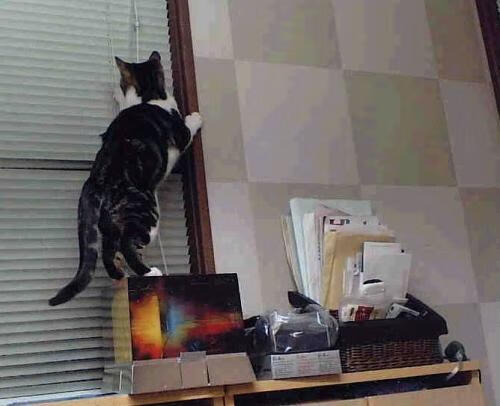 倒转的钟声，如何理解恩佐带领苏格兰击溃国际米兰的唯一性