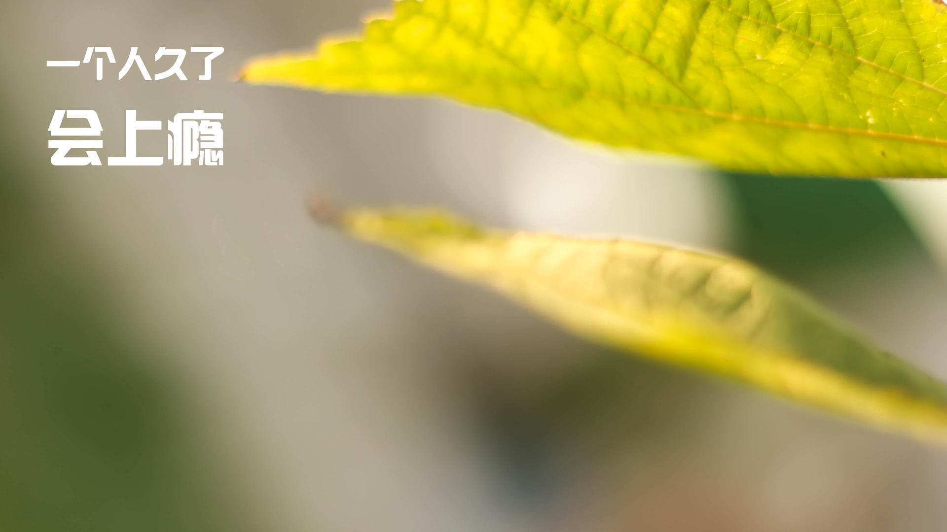 利齿与铁闸，苏亚雷斯攻防两端的统治，铸就利物浦晋级之路