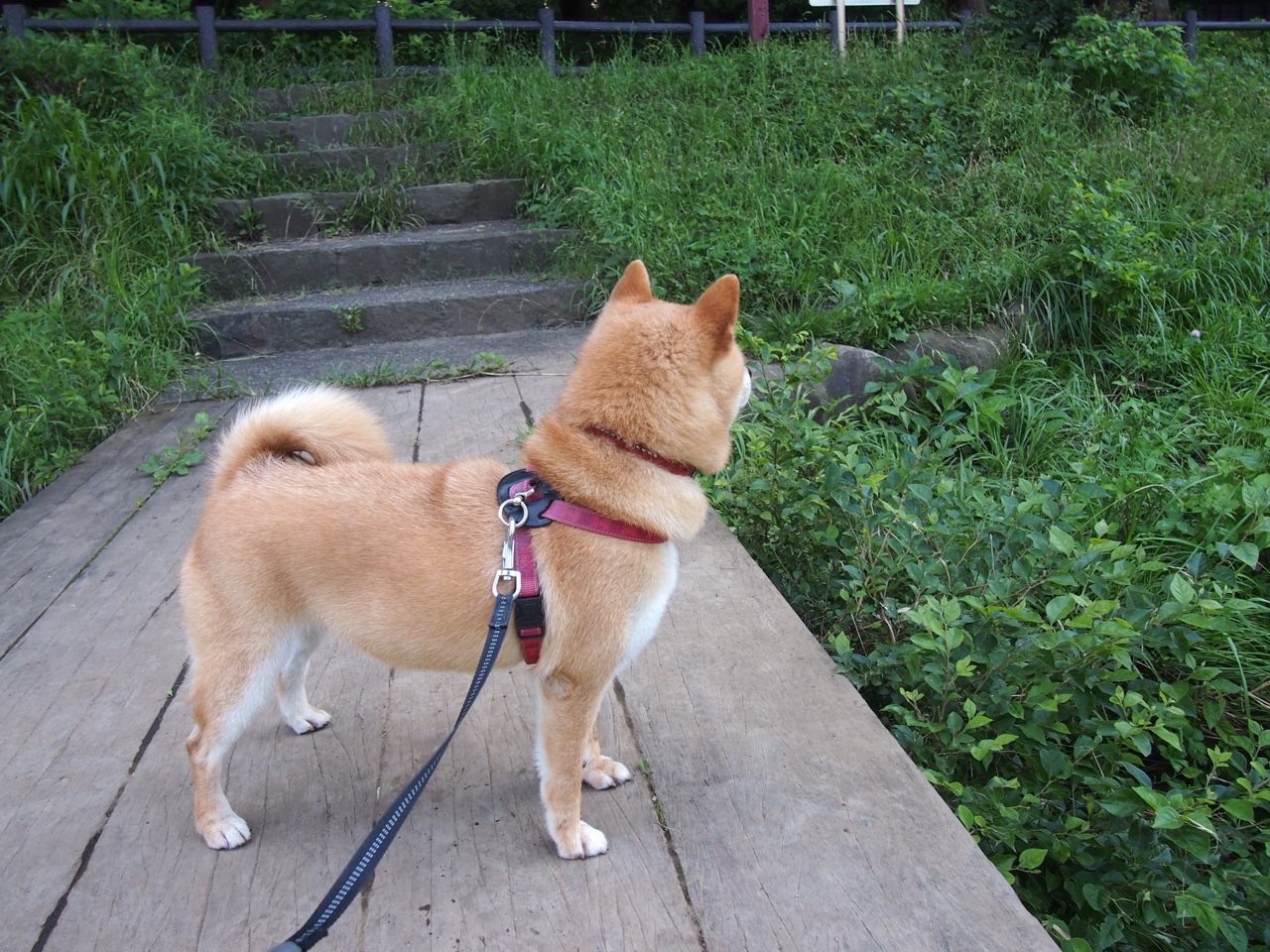 扩展