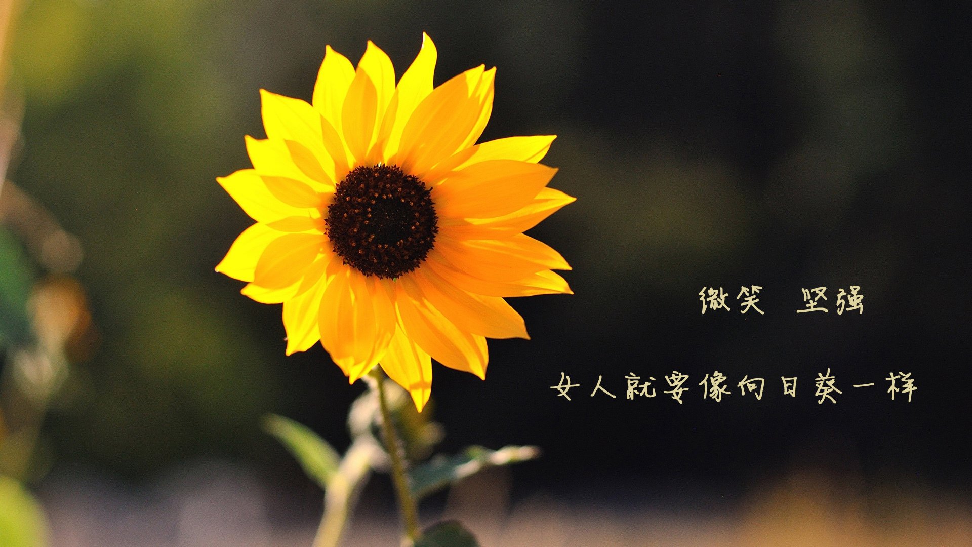 2026世界杯惊现最大冷门,越南碾压伊朗,德容独造三球引爆淘汰赛焦点战